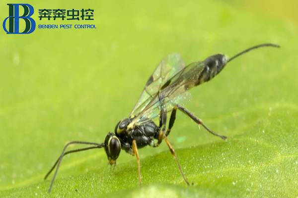 如何防治肿腿蜂,让上海虫控来告诉你!