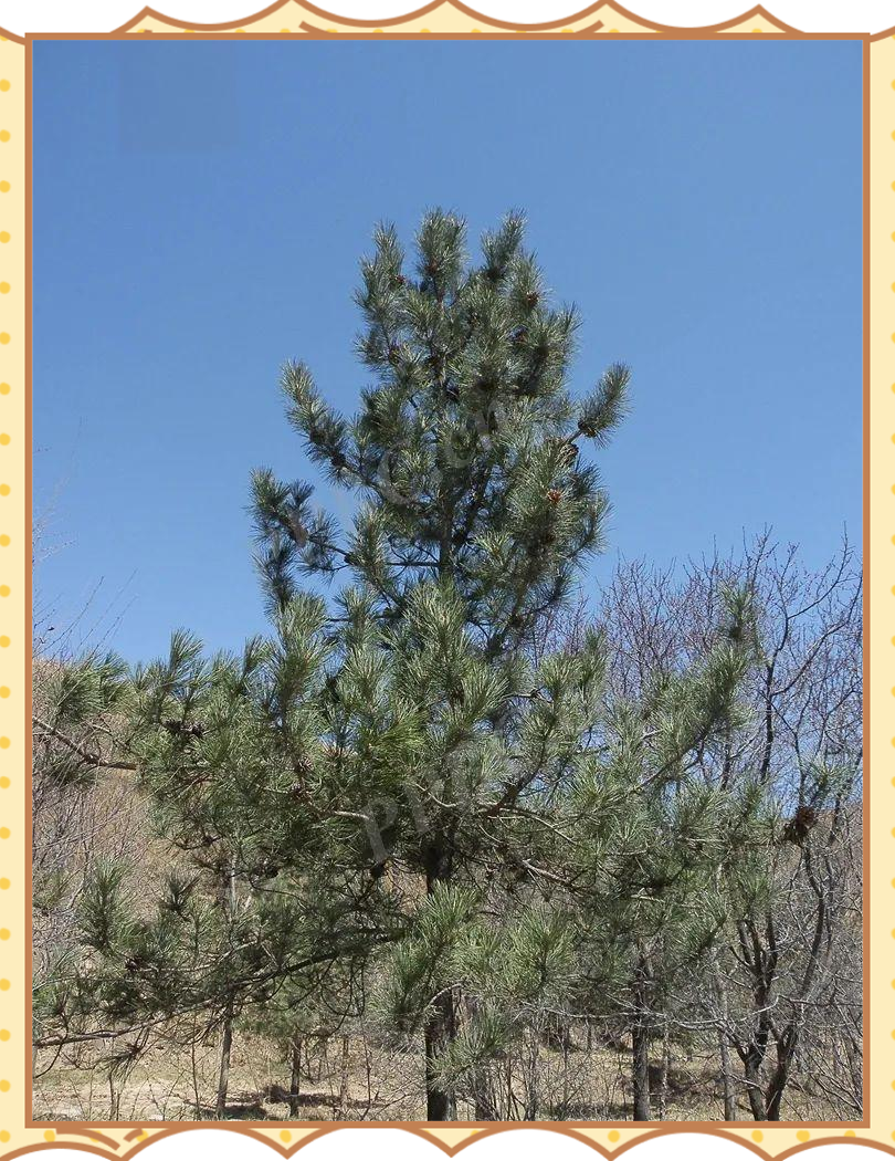 呼和浩特市之树