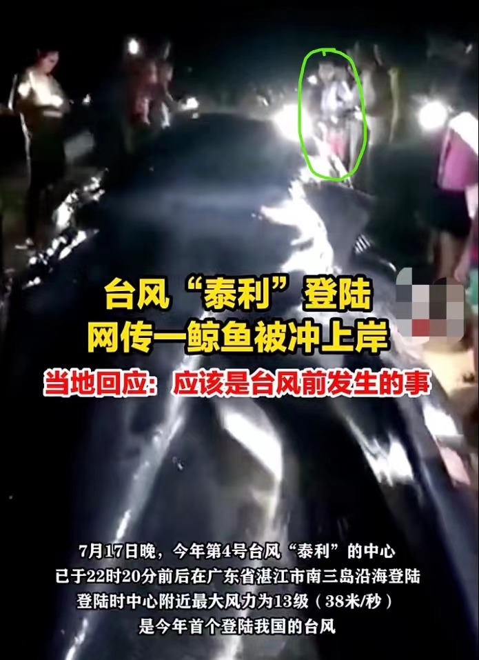 网传台风将鲸鱼冲上湛江海岸,当地称未收到相关报告