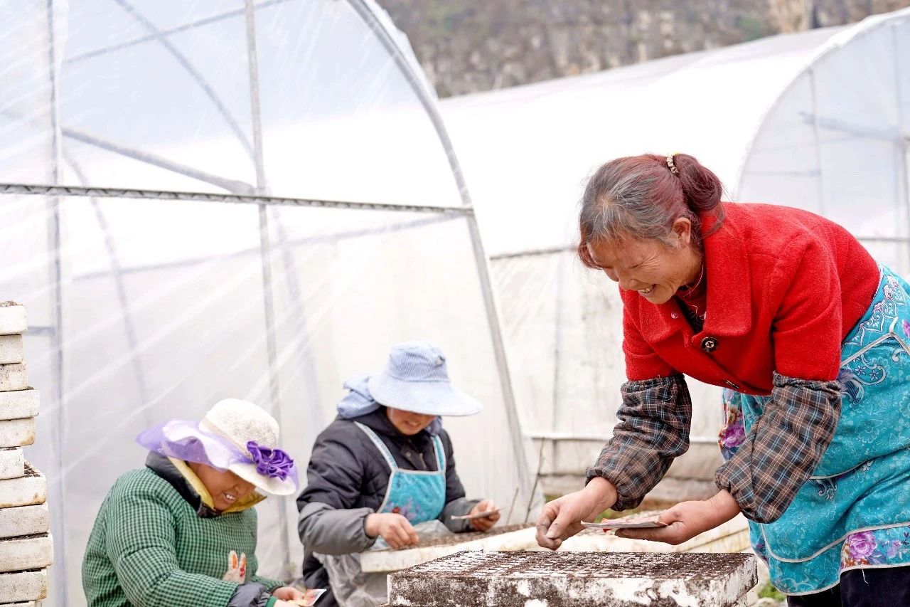 納雍縣龍場鎮搶時節育苗備戰7000畝訂單辣椒