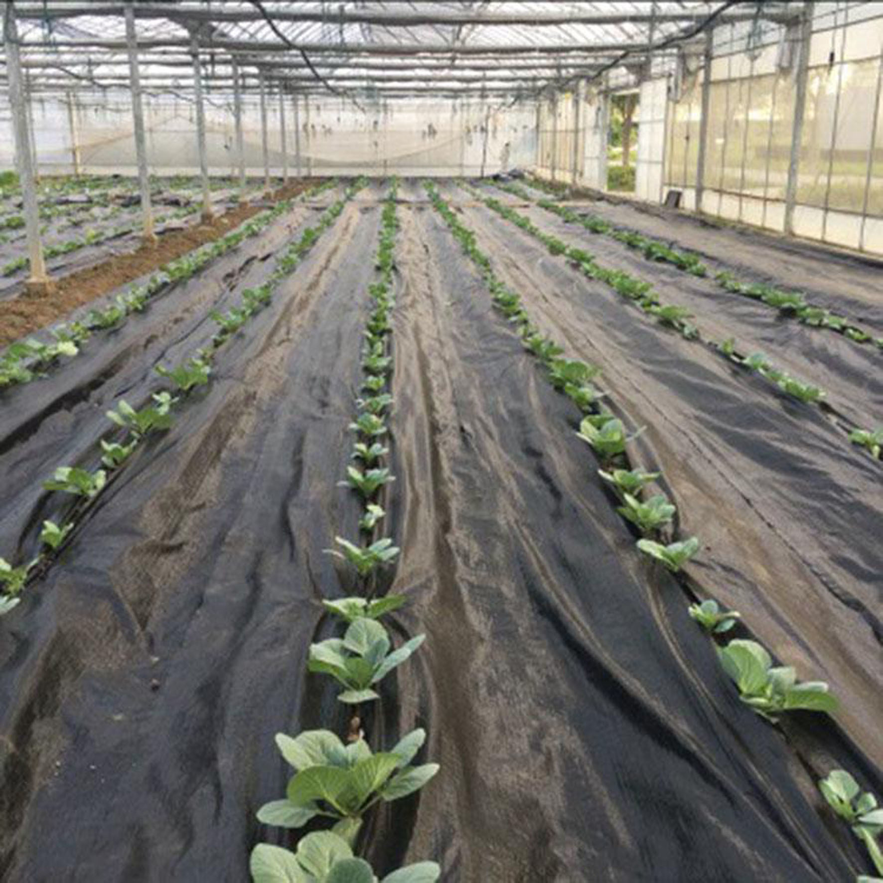 专用防草布厂家