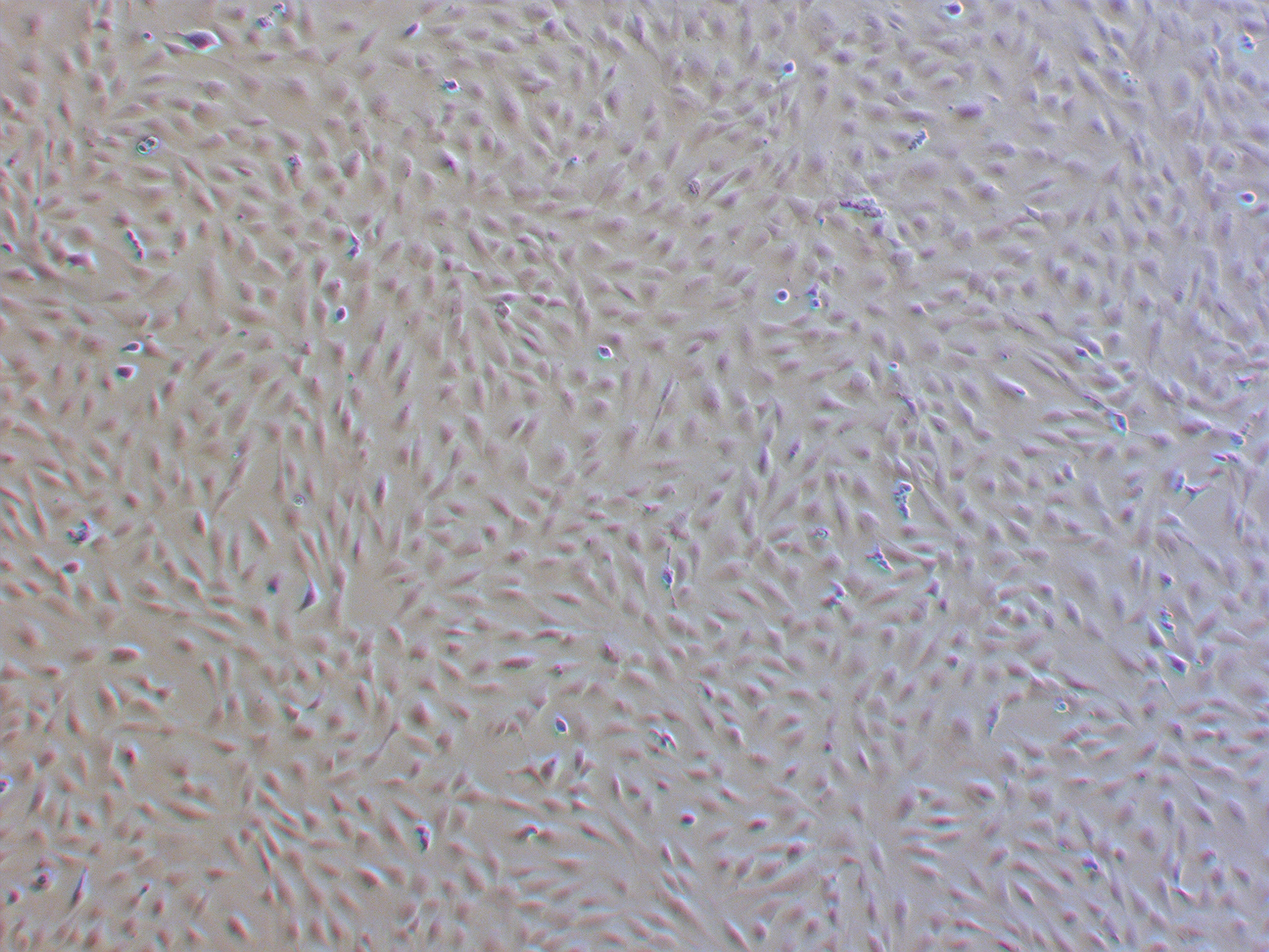mc3t3-e1小鼠胚胎成骨细胞研究,惊人发现揭秘!
