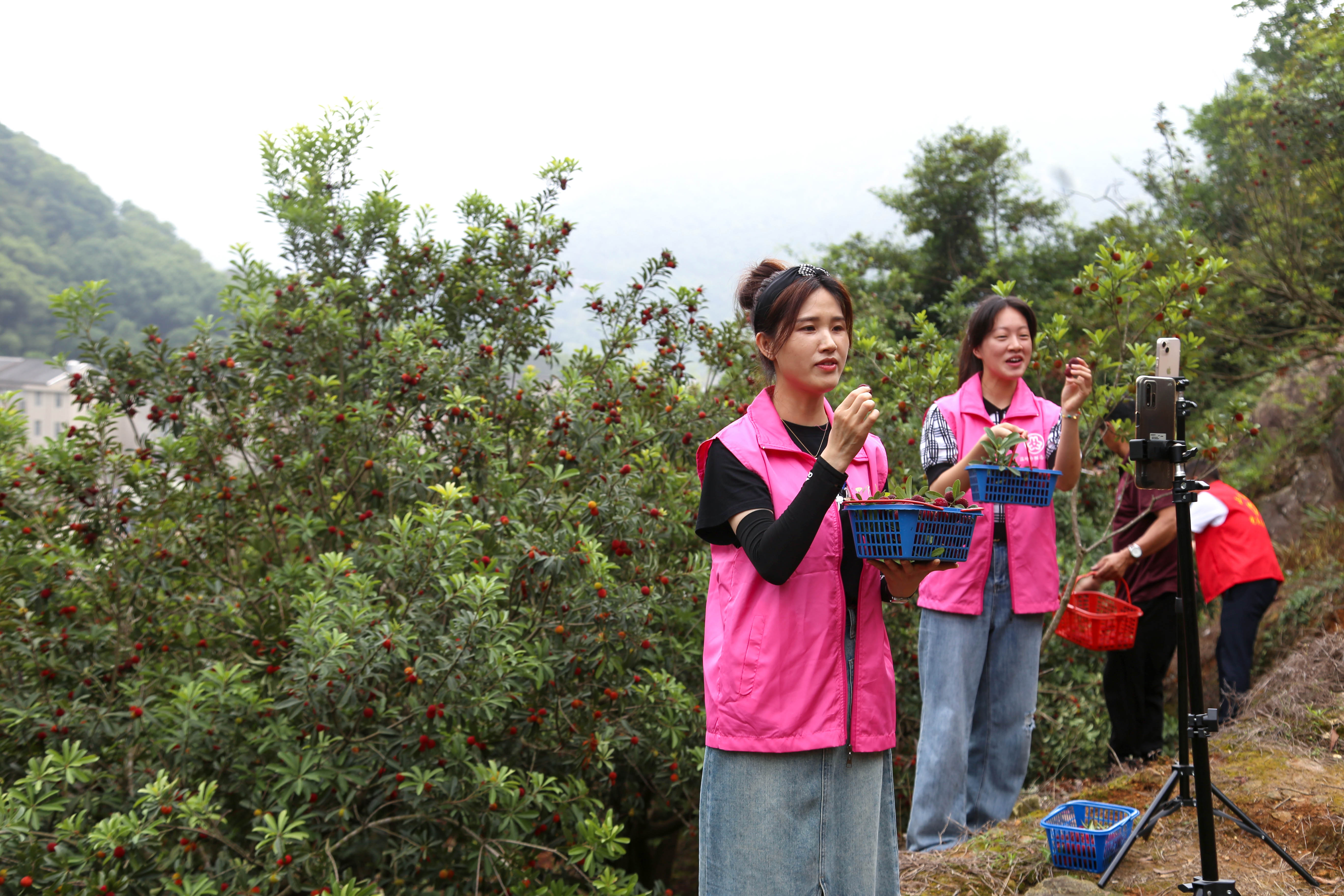 助农共富 志愿者公益直播带货杨梅