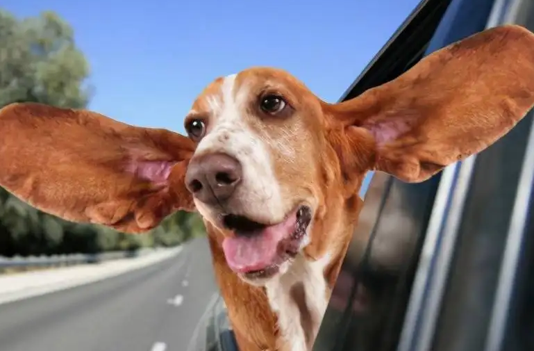 自家的狗子无论在干什么,只要你发出"啧啧啧"的声音,它们就会立马循着