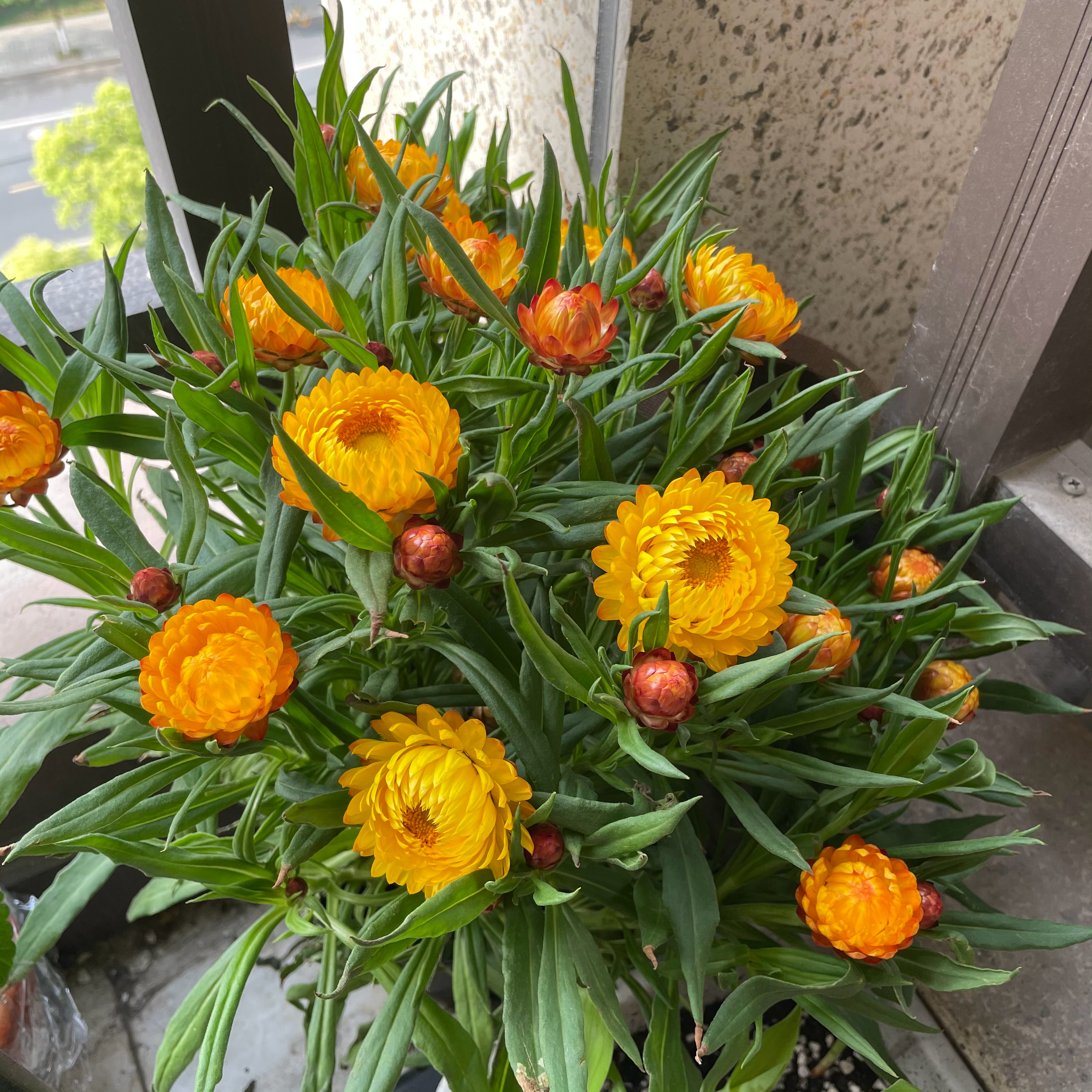 阳台还有位置,可以养"麦秆菊",美得像假花,花期长,养护简单