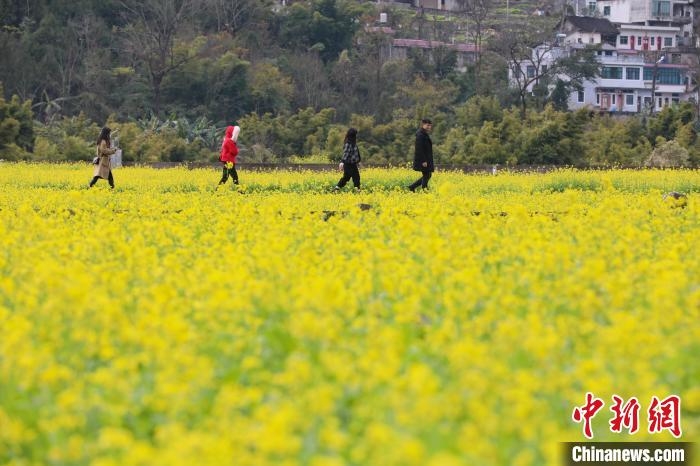 兴义油菜花最佳地点图片