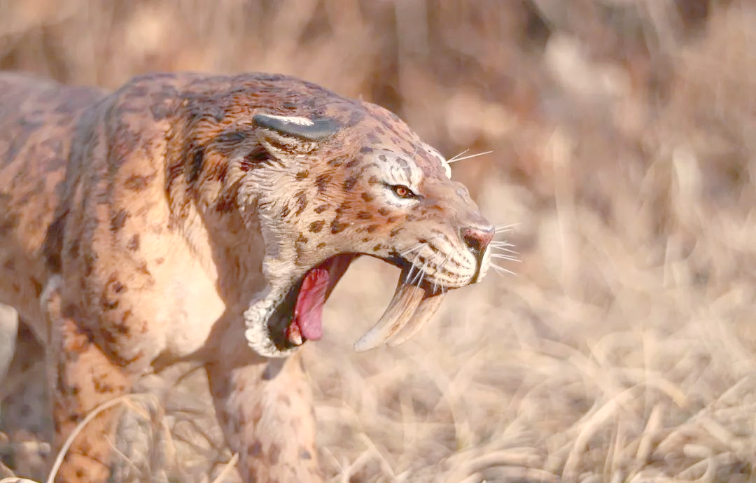 揭秘剑齿虎:从化石遗址到电影里的神秘动物