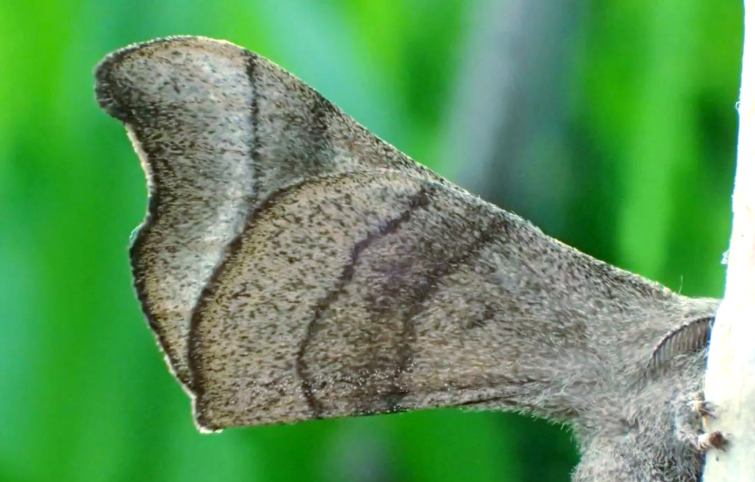 同时,乌桕大蚕蛾等鳞