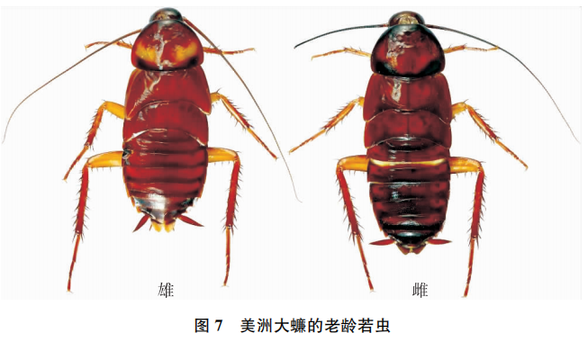 美洲大蠊抗癌效果图片