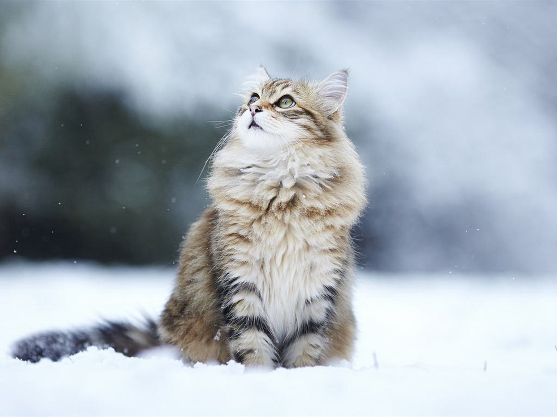 流浪猫冬天在什么地方睡觉?