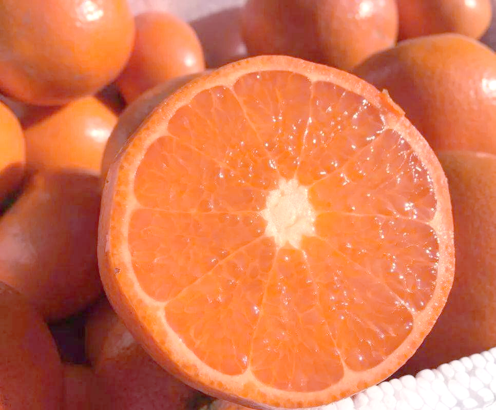 默科特:一种优质的晚熟杂柑品种