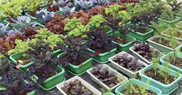 浇水就能长！平湖博士团队让盆栽蔬菜走进城市家庭