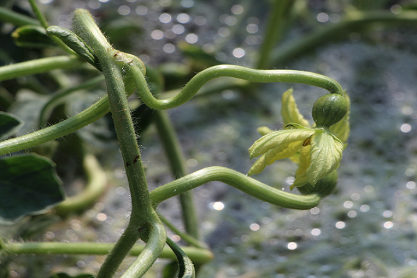 西瓜怎么掐尖打叉