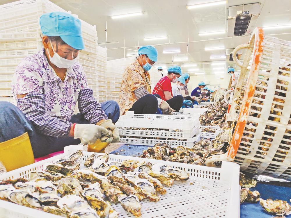 诏安:牡蛎养成大产业