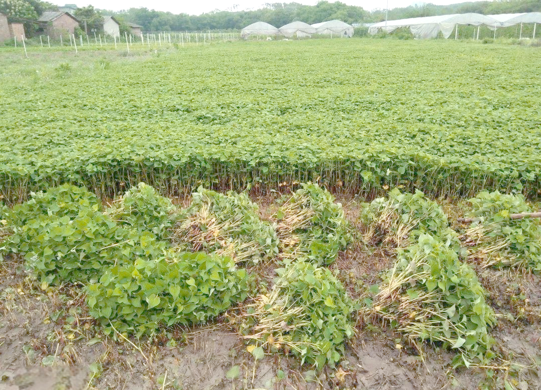 种植致富20个好项目(种植致富20个好项目是什么)