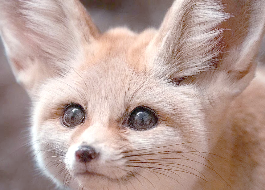 耳廓狐:沙漠中的小精灵,与隆美尔的"沙漠之狐"息息相关