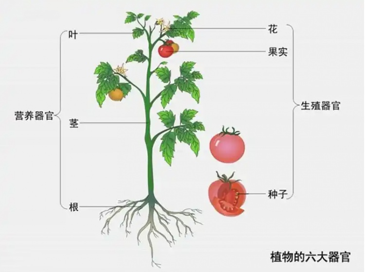 须须头,梗子,嫩头…上海话中的这些植物"器官,你知道几个?