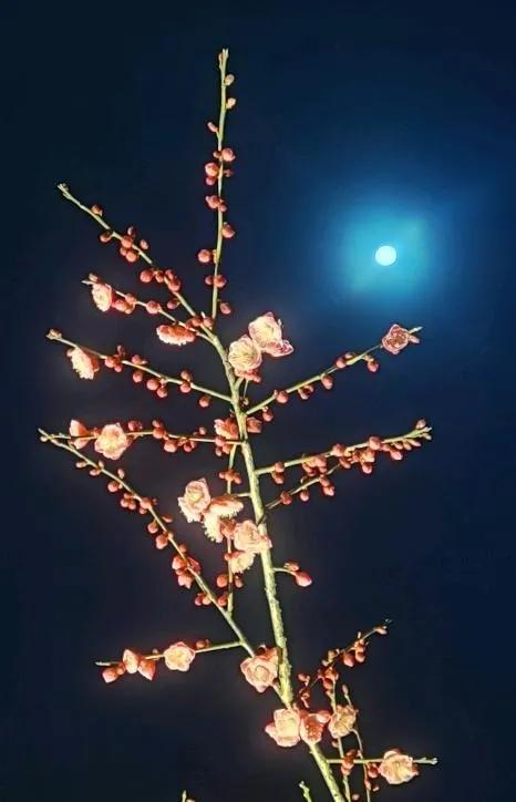 五律·壬寅元宵月下梅影 (中华新韵)