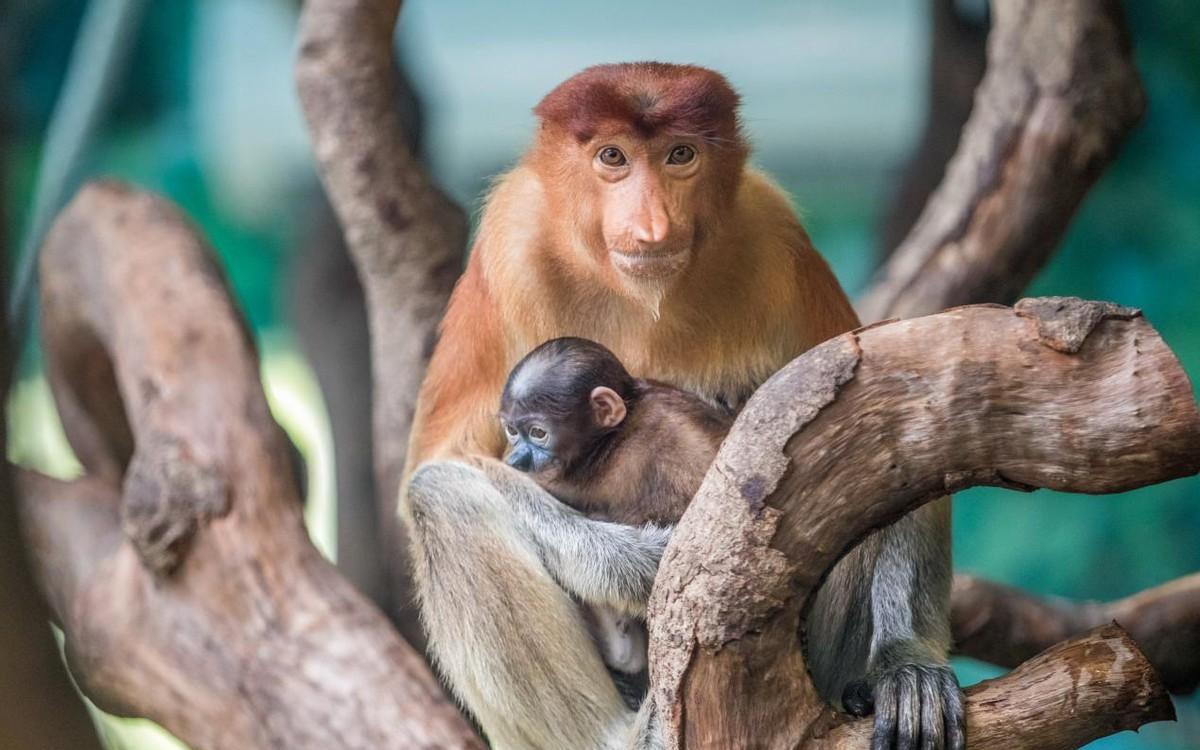 生殖隔离被打破?"神秘杂交猴"现身婆罗洲,竟是人类造的孽!