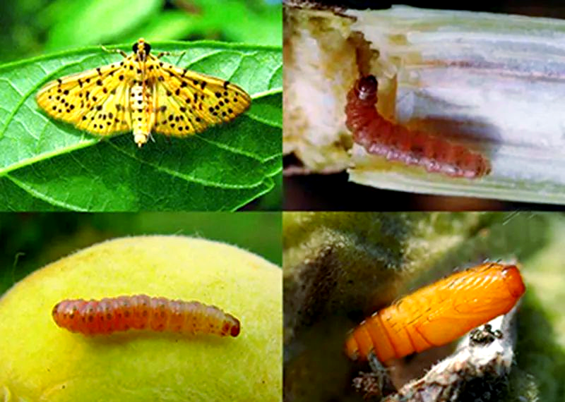 桃蛀螟的形态特征,生活习性及防治方法详解