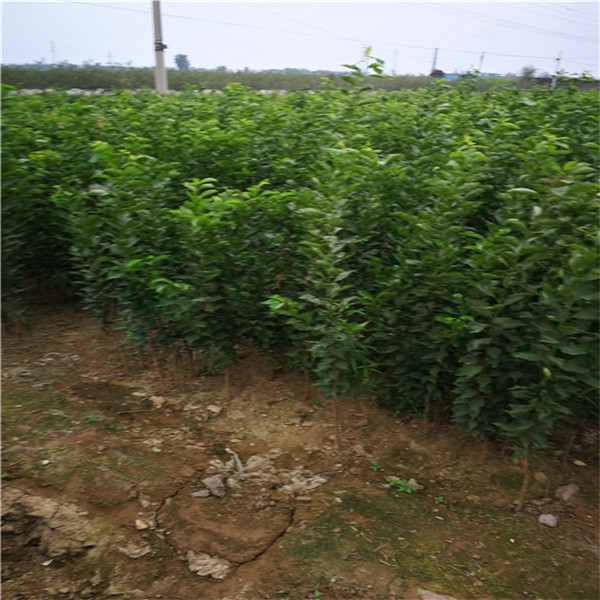 樱桃李树苗品种的"天花板"——小仙子一号樱桃李树苗