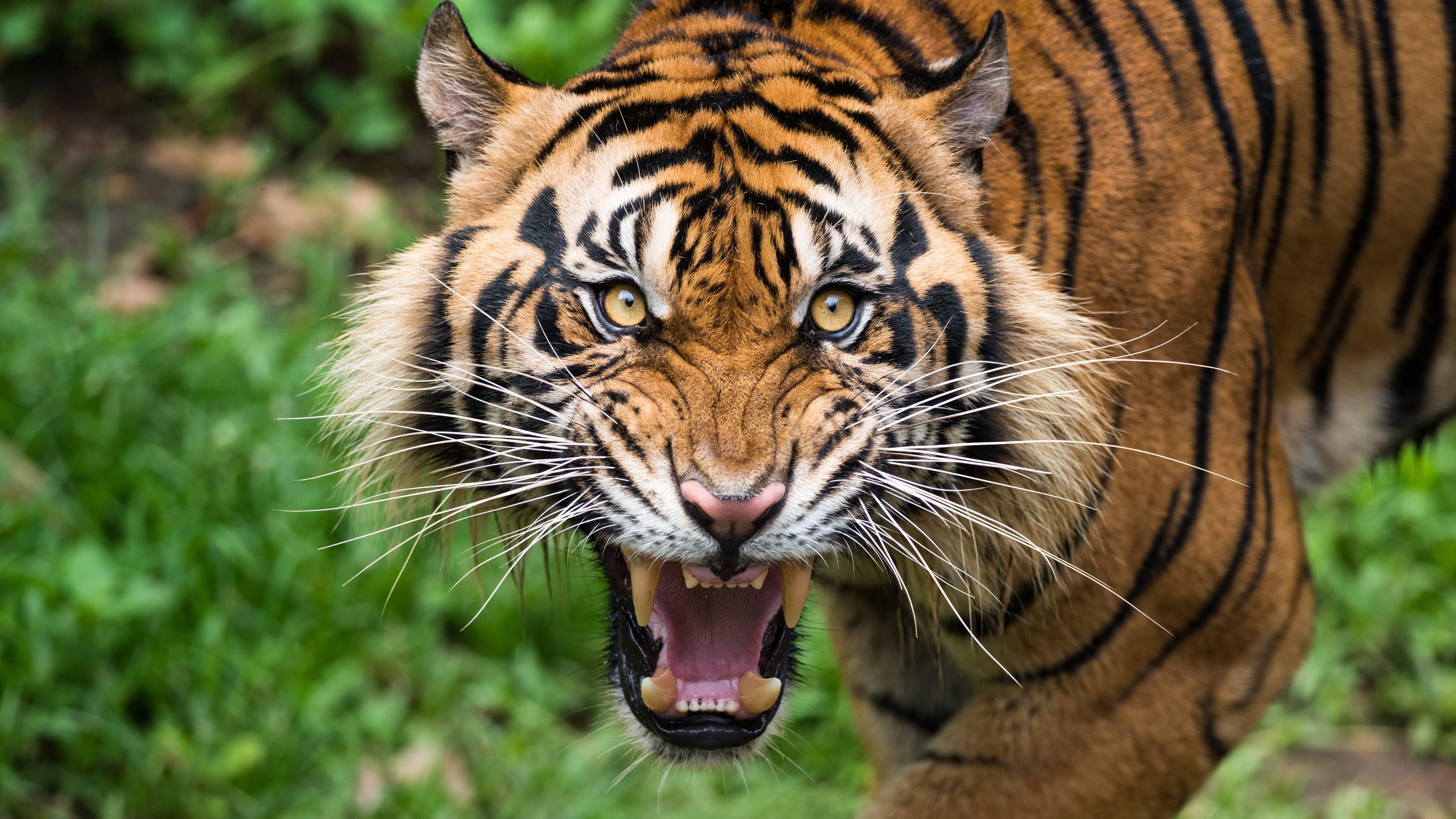 老虎的吼叫,能麻痹动物,它会在捕猎过程中当定身术用吗?