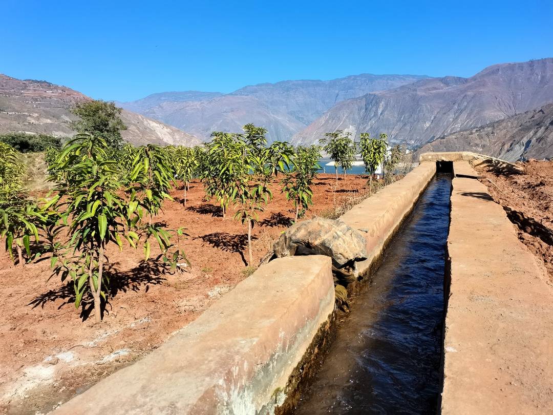 "小田"变"大田""粮田"变"良田" 四川凉山会东县春耕播种忙