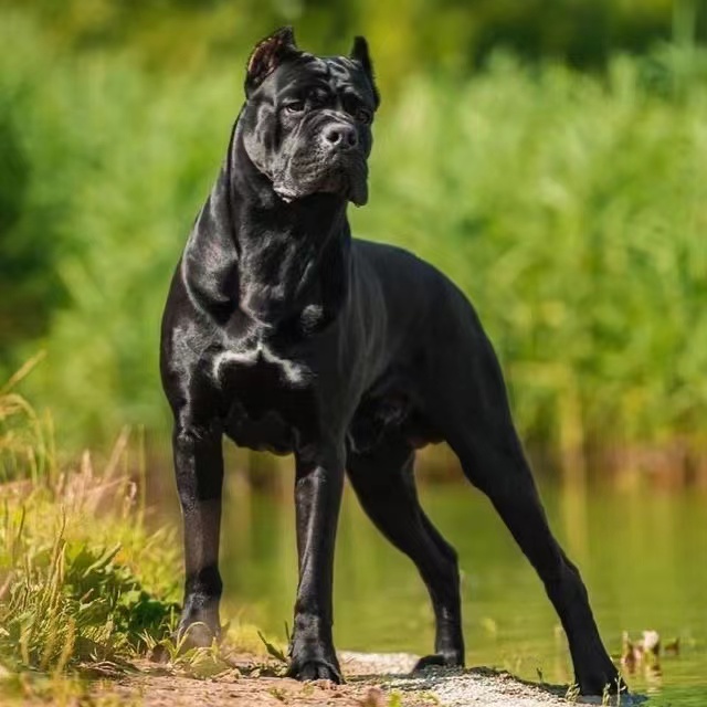 揭秘世界三大顶级护卫犬:专业保护与忠诚无比