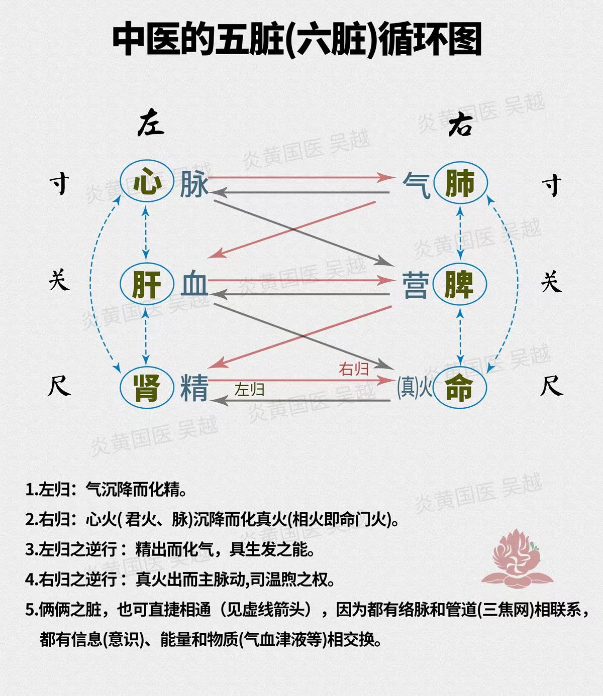 人的经络系统 五脏六腑之俞穴