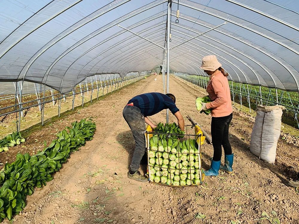 大棚蔬菜种植带来致富好"钱"景