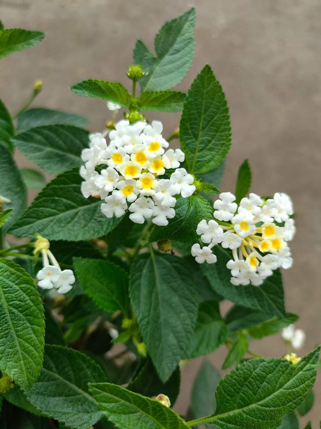 五色梅:一朵花5种颜色,世界十大有毒杂草之一