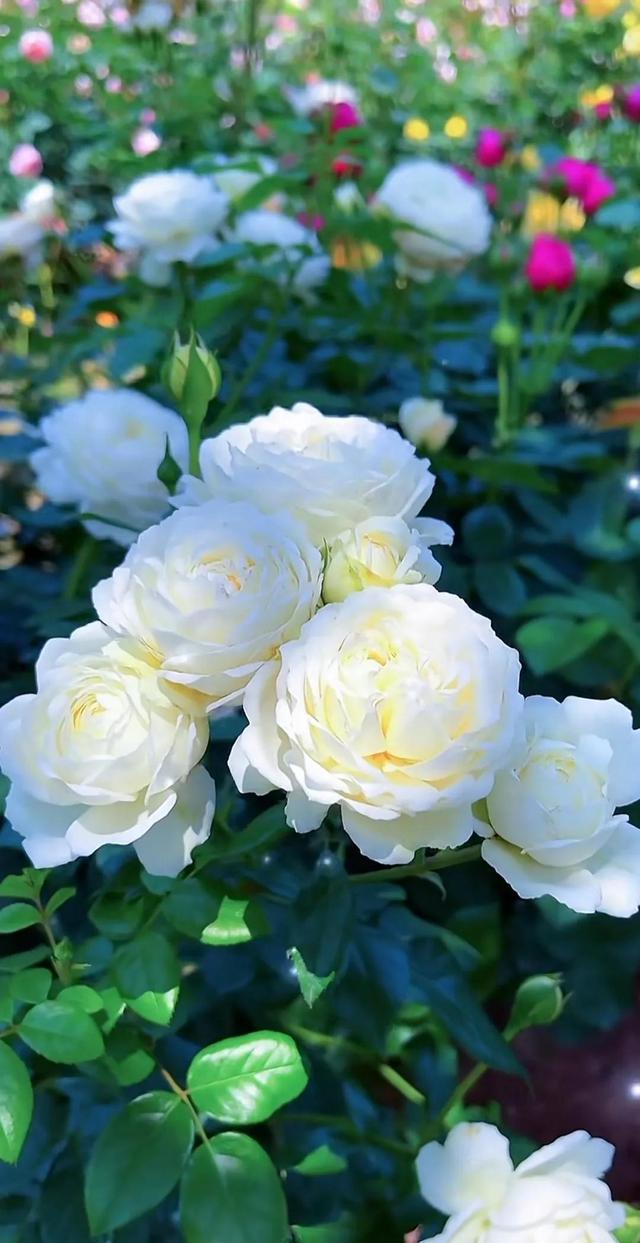 古代红极一时的网红花,到了近现代却销声匿迹,她到底是什么花