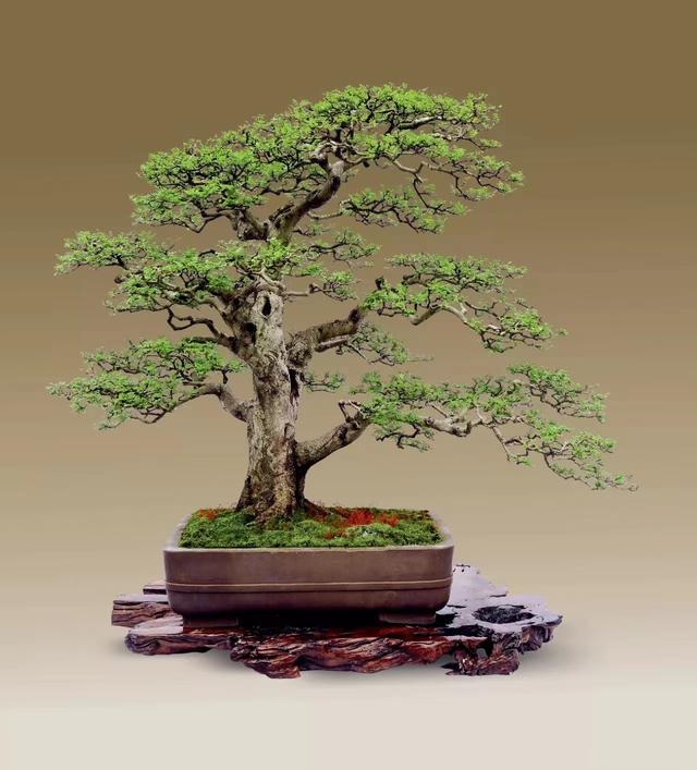 匠心与诗心—实力派盆景作家张志刚作品赏析