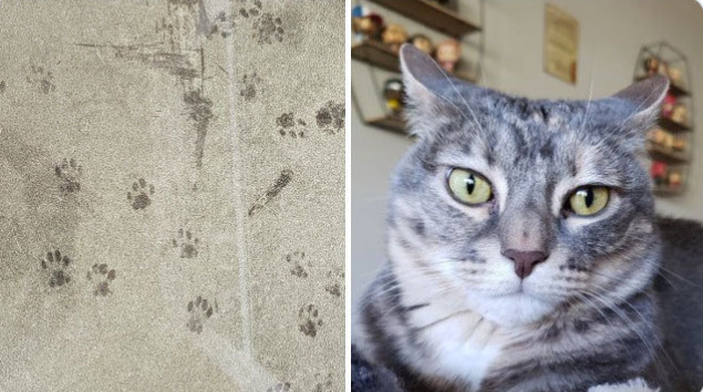 猫咪用了8年时间，证明家里的门真的是实木做的