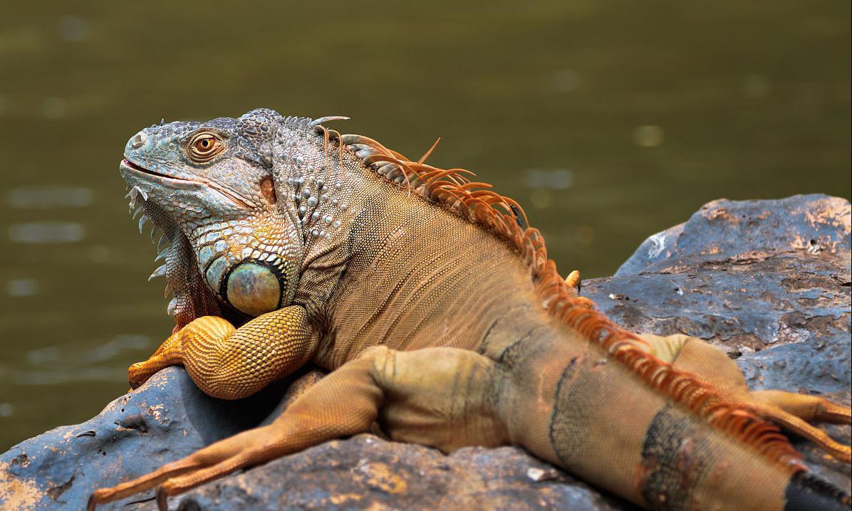 多数动物的排泄和交配都在一个器官,人类却不是,我们为何特殊?