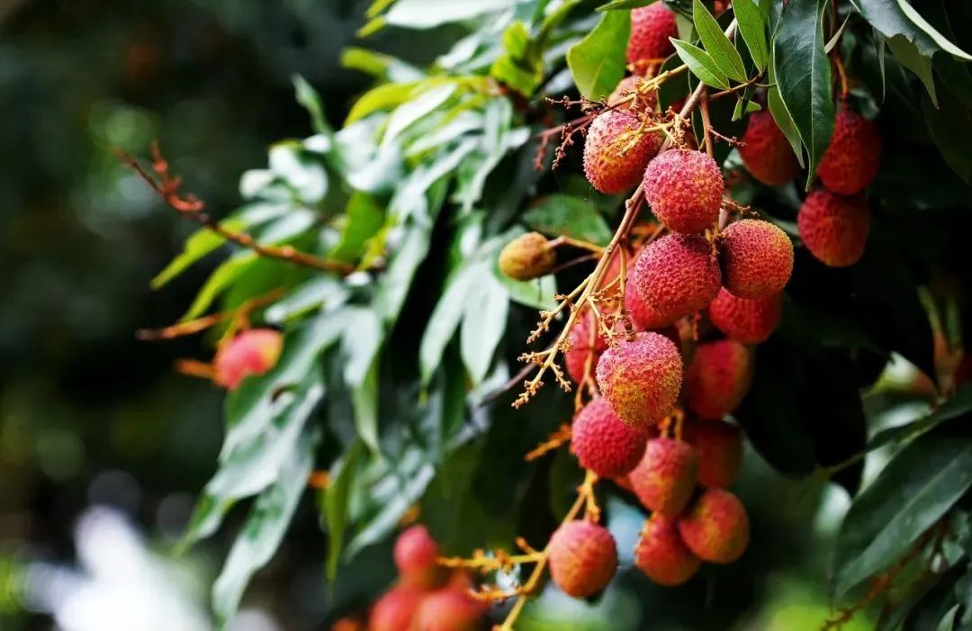 流口水!坐拥204棵荔枝树,东莞这家医院丰收了!