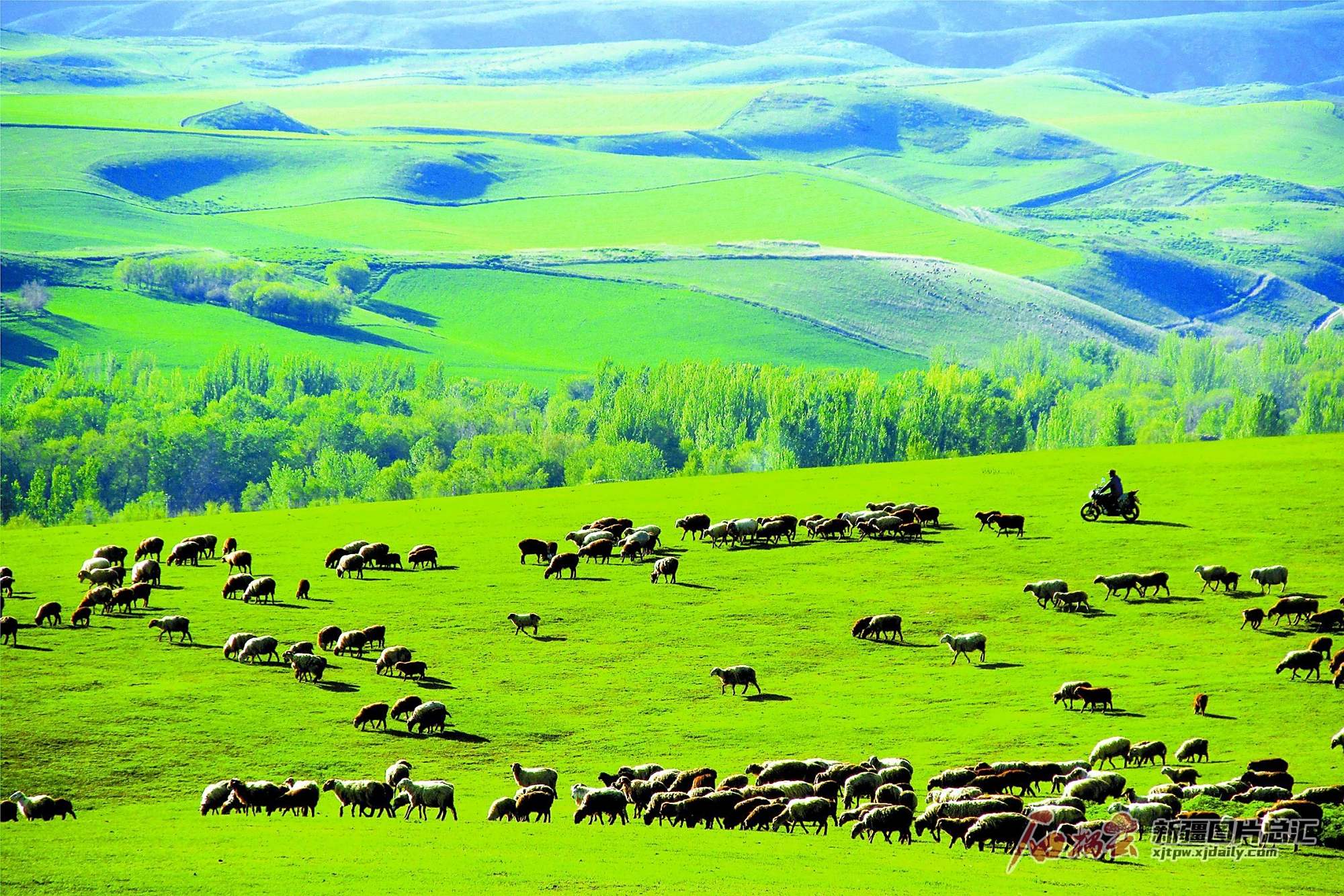 青青草原 以"绿"富民
