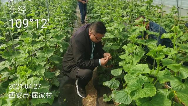 蓝田县"科特派"为乡村振兴插上"科技的翅膀"