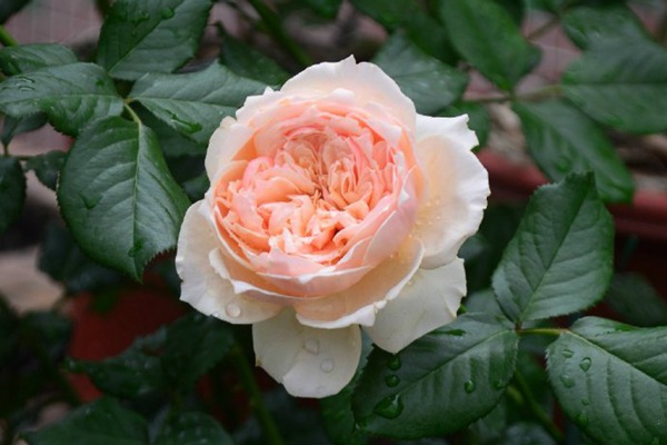 真宙,堪称"完美"的月季,花大色美,超级耐热