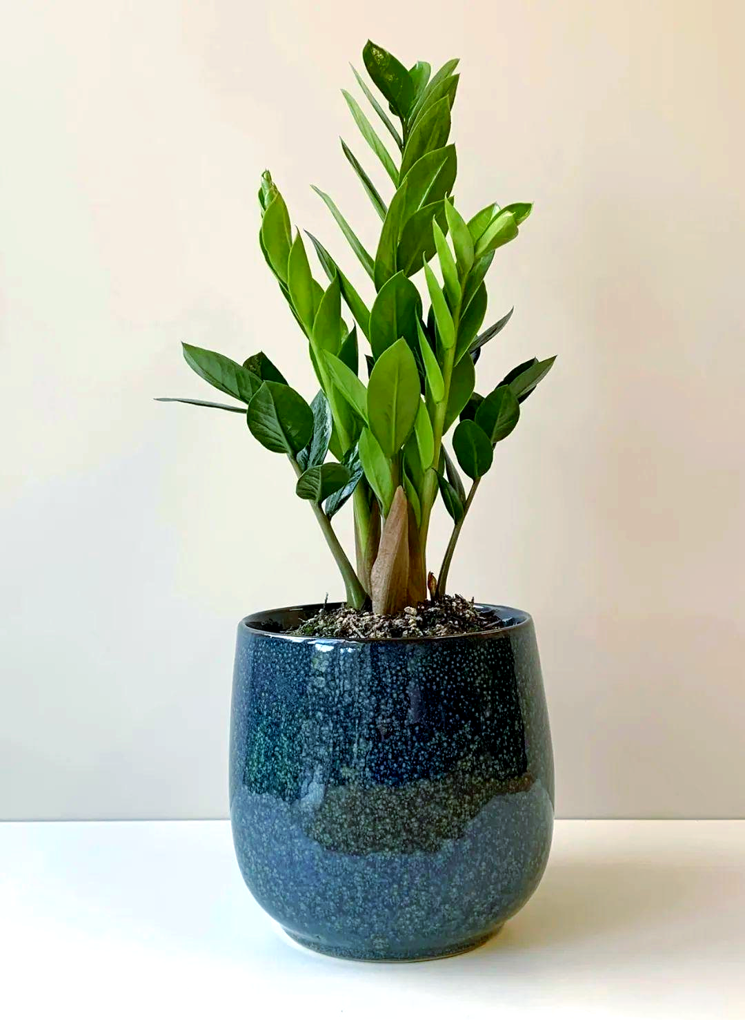 雪铁芋的魅力:从外观到花语的全方位解读