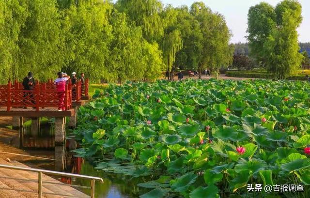 家门口的生态美景——走进洮南市锦湖湿地公园:赏荷花,观锦鲤