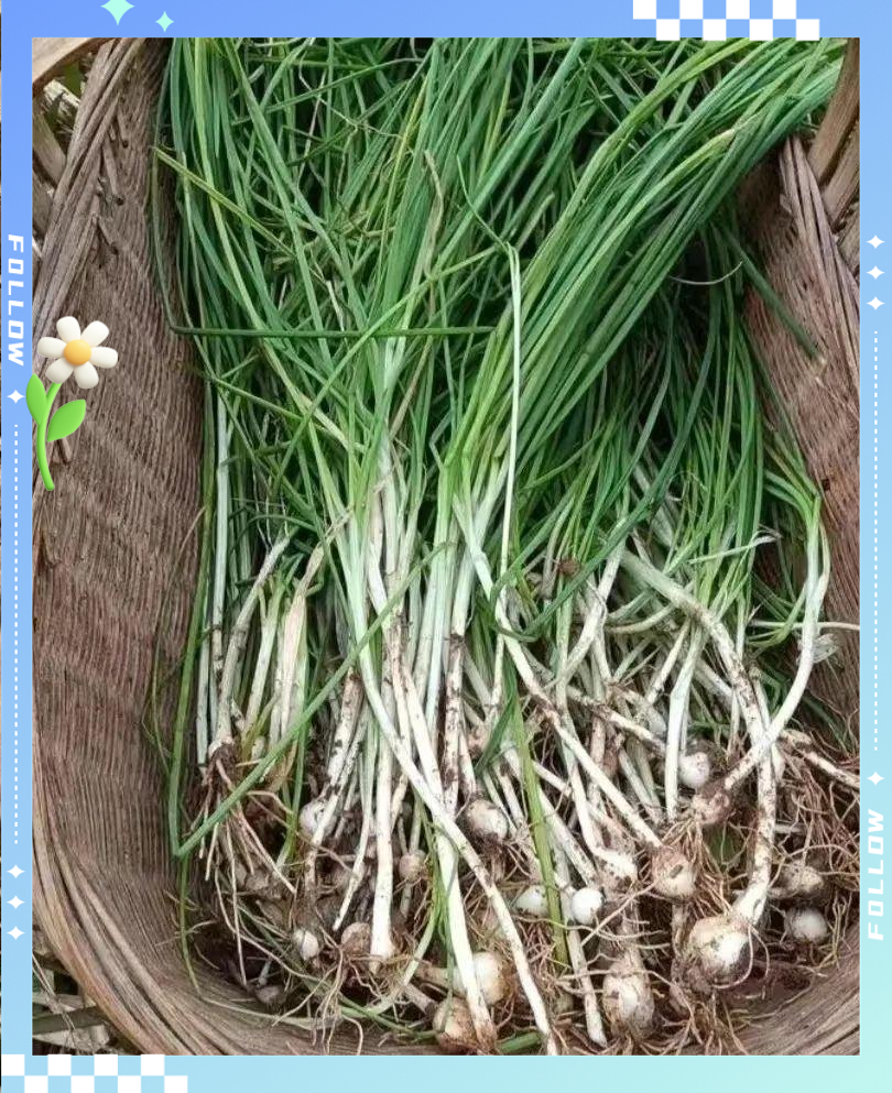 野生小蒜:春季野菜中的美味与营养宝藏