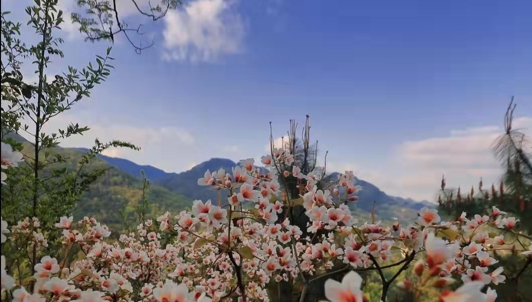 醉美重慶|萬州七星谷桐花盛放