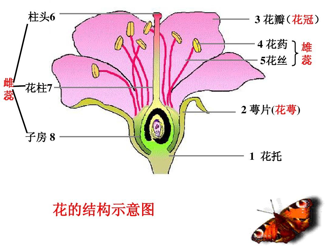 植物种子一生的开始