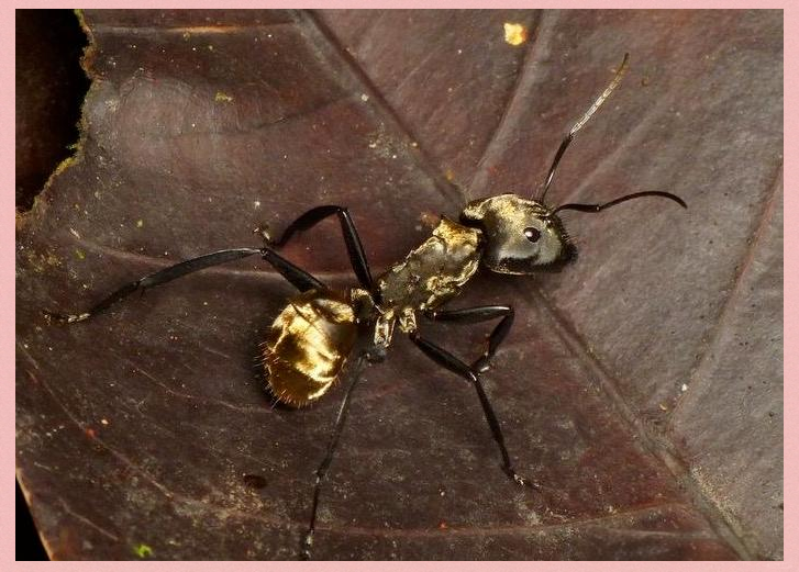 金色蚂蚁的神秘世界与重要角色