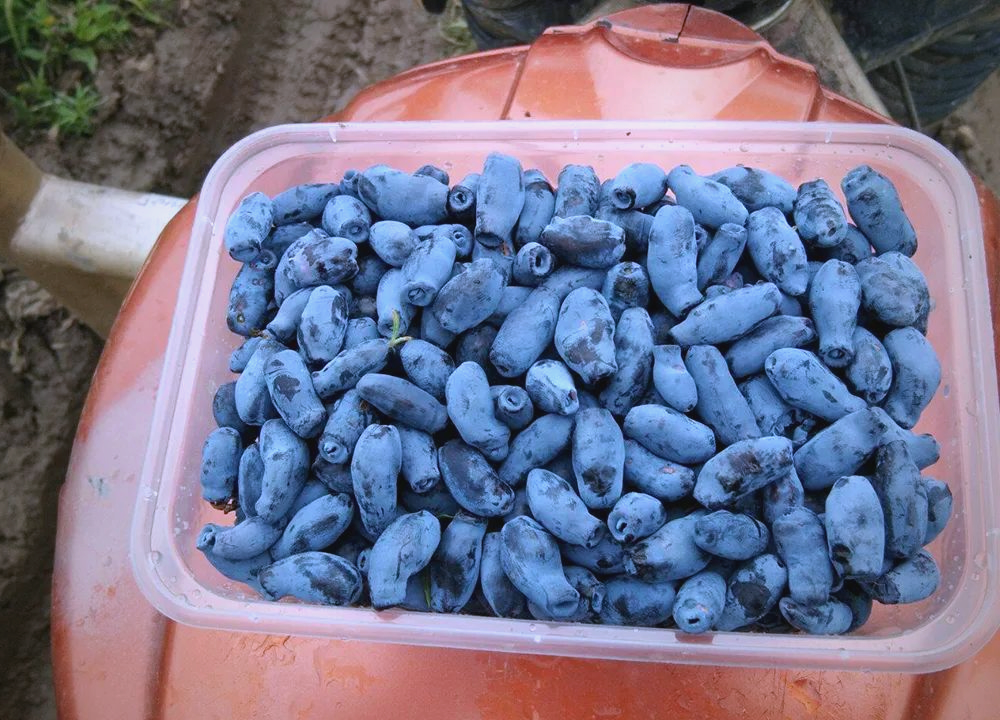 蓝靛果:从营养之最到种植骗局,它经历了什么