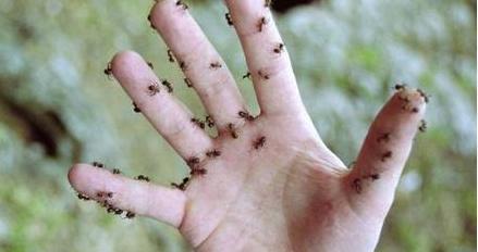 手上爬满了蚂蚁,让人"头皮发麻",密集恐惧症都犯了
