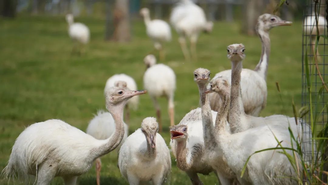 这是江苏省内首次如此大规模人工孵化成功大美洲鸵,并且取得了受精卵