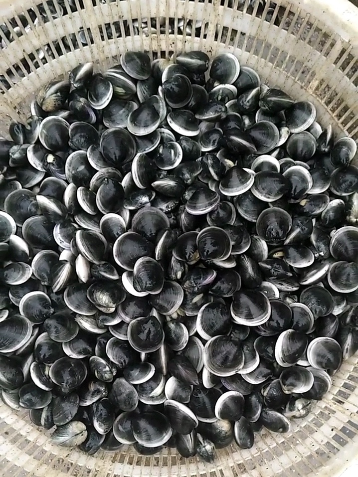 黑色贝壳海鲜图片