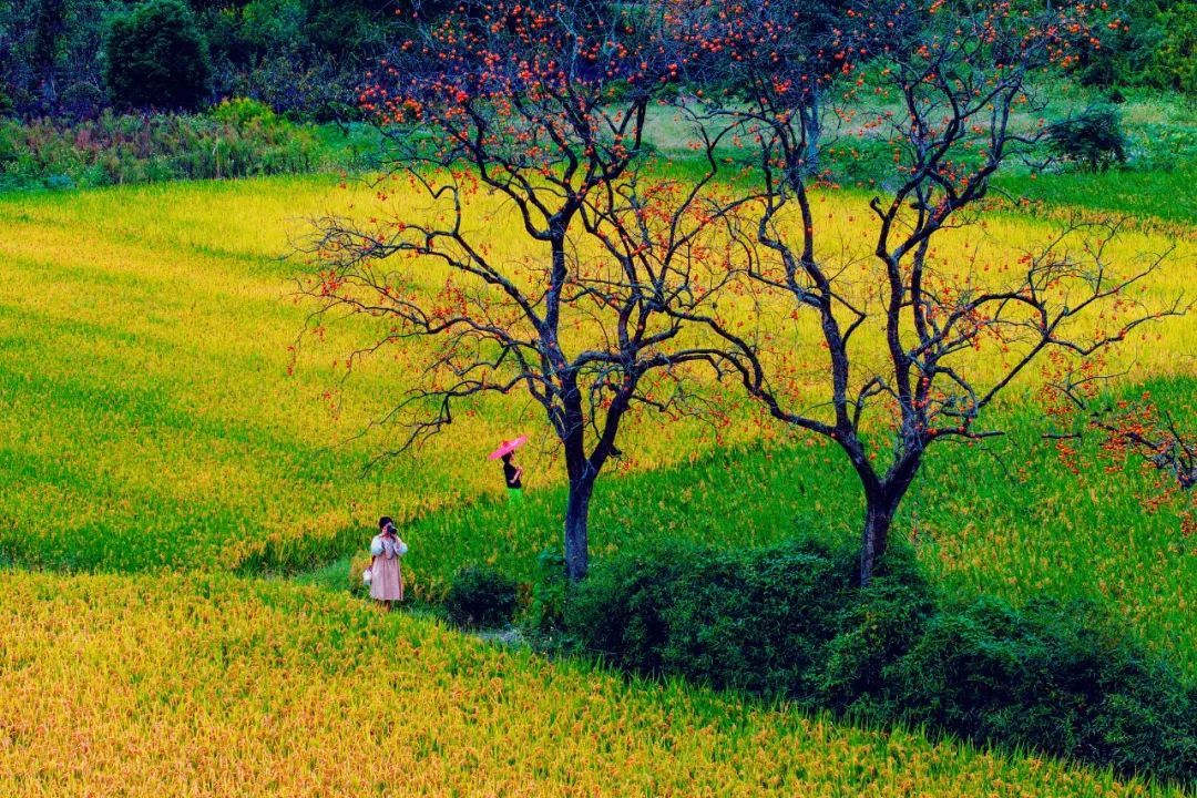 成为秋日里亮丽风景浙江金华兰溪是浙江本地柿子最大的产地,个头大